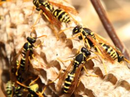 Jeste li alergični na ose i pčele možete saznati i prije uboda
