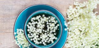 Top čajevi protiv prehlade: Zova, kadulja, metvica, šipak