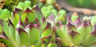 Čuvarkuća, češnjak i luk čuvaju sluh i u starosti, a buka šteti