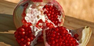 Sezona je šipka ili nara, jedne od najstarijih vrsta voća poznatih čovječanstvu