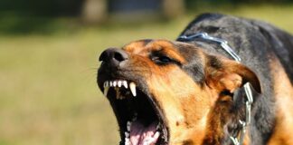 Bjesnoća – simptomi, vakcina