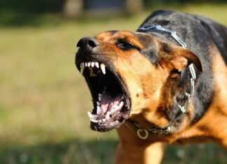 Bjesnoća – simptomi, vakcina